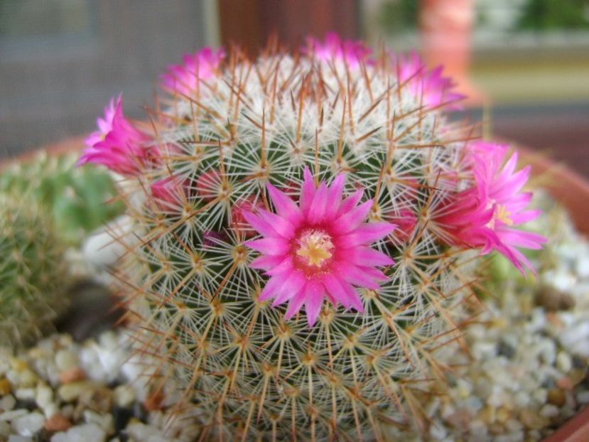 Mammillaria matudae - Cactusi 2018