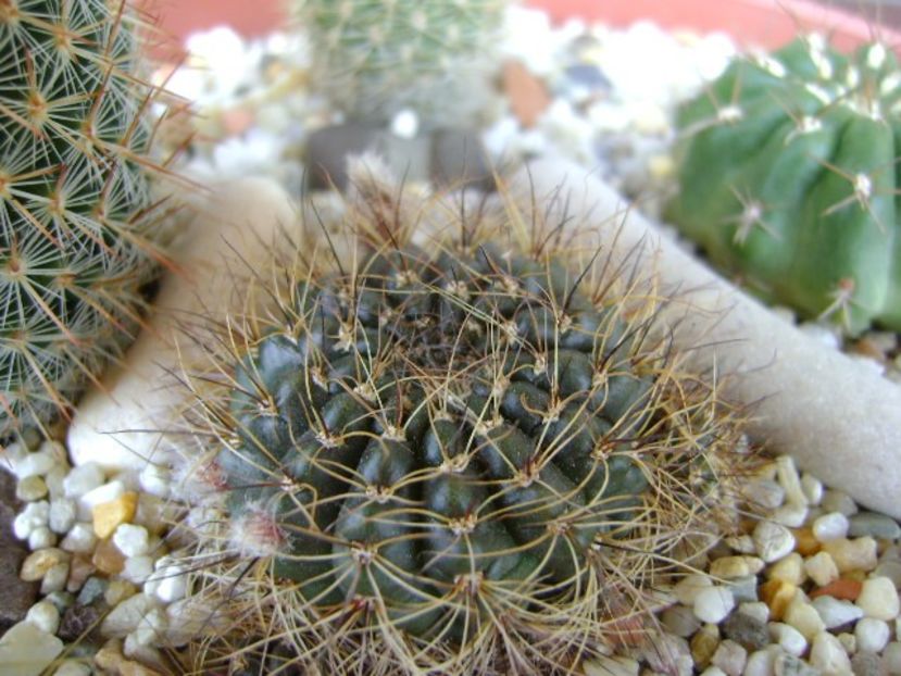 Lobivia arachnacantha v. densiseta (Echinopsis ancistrophora ssp. arachnacantha) - Cactusi 2018