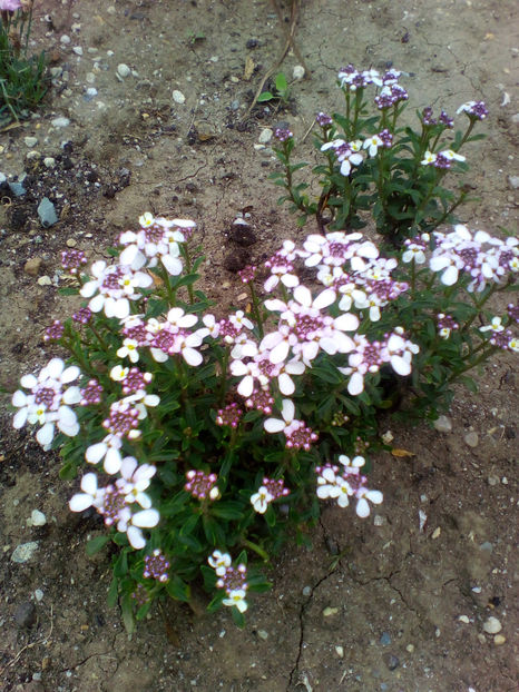  - curtea cu toate cele 2018