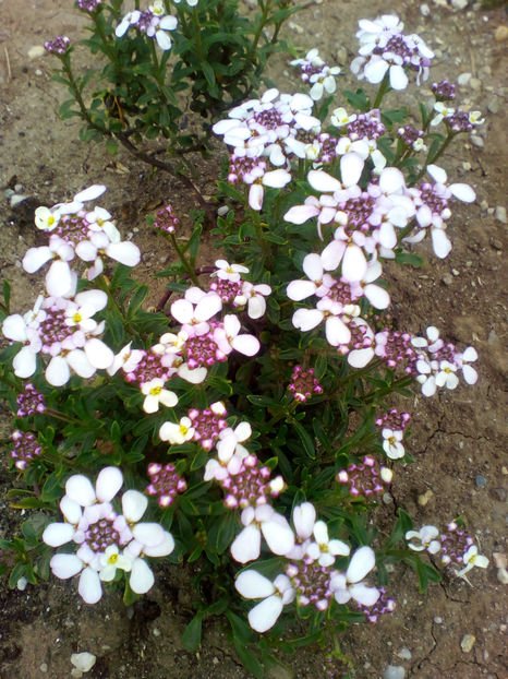  - curtea cu toate cele 2018