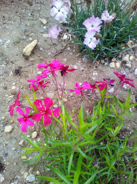  - curtea cu toate cele 2018