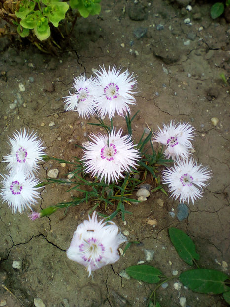  - curtea cu toate cele 2018