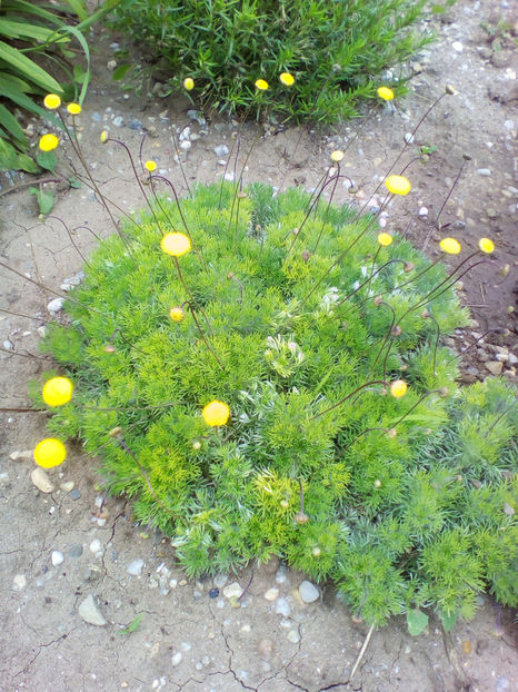  - curtea cu toate cele 2018