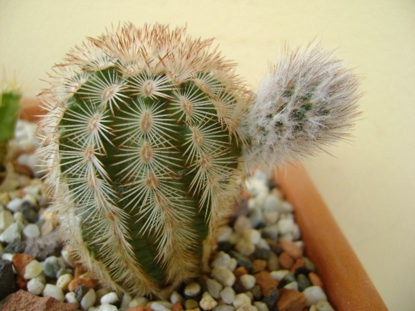 Echinocereus reichenbachii - Cactusi 2018