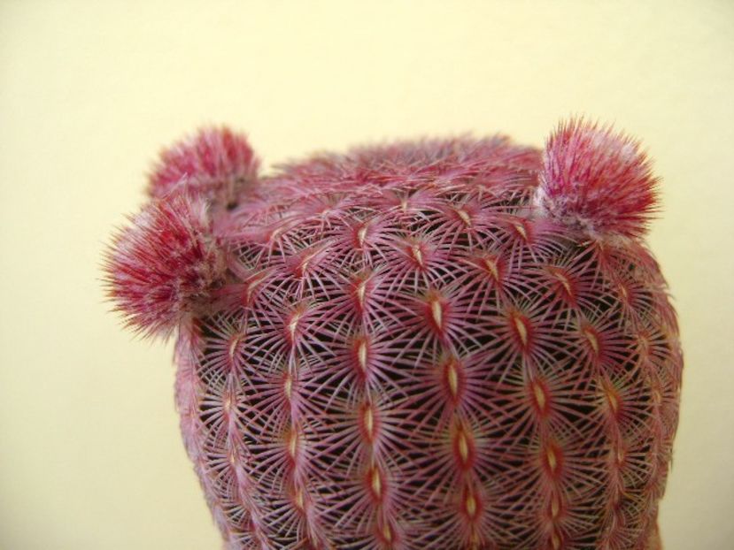 Echinocereus rigidissimus v. rubrispinus - Cactusi 2018