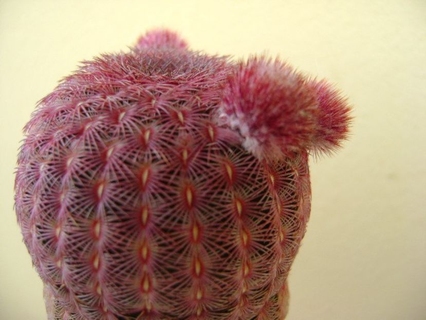 Echinocereus rigidissimus v. rubrispinus - Cactusi 2018