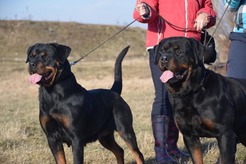 26539959_1627098697347595_227599253_o - rottweiler canisa adamsrott