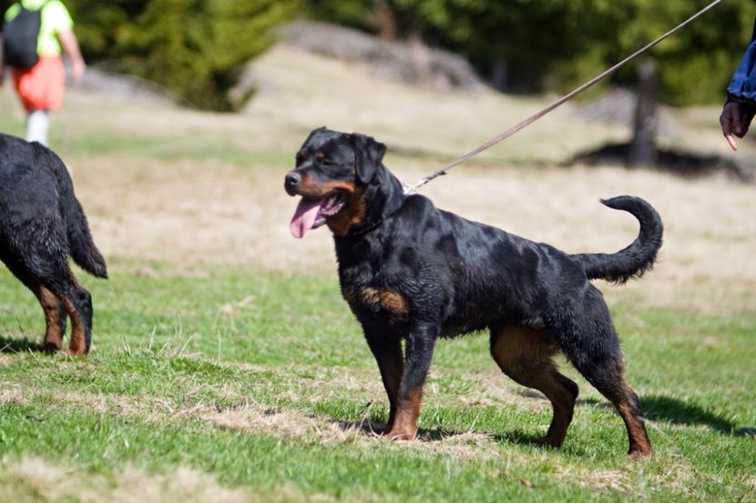 P1880041 - rottweiler canisa adamsrott