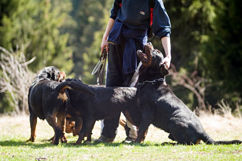 P1880024 - rottweiler canisa adamsrott