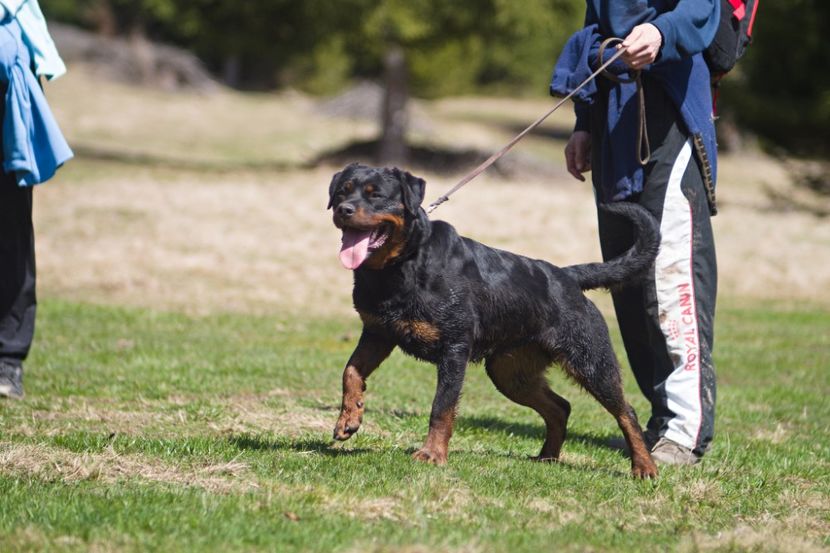 P1880040 - rottweiler canisa adamsrott