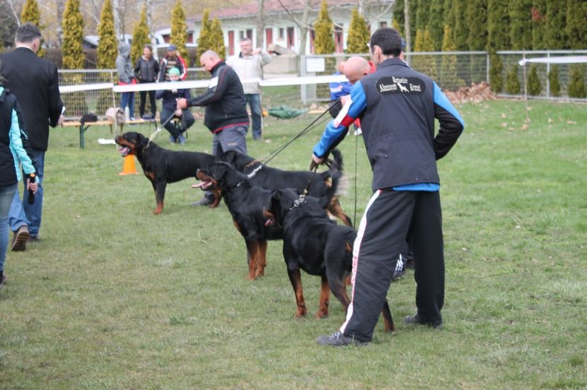  - rottweiler canisa adamsrott