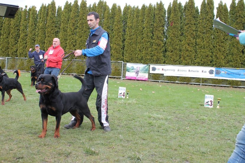  - rottweiler canisa adamsrott