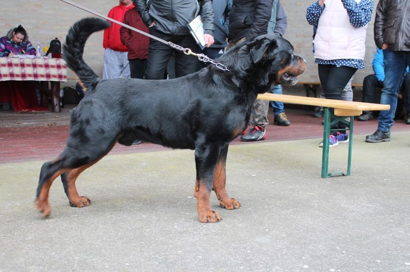  - rottweiler canisa adamsrott