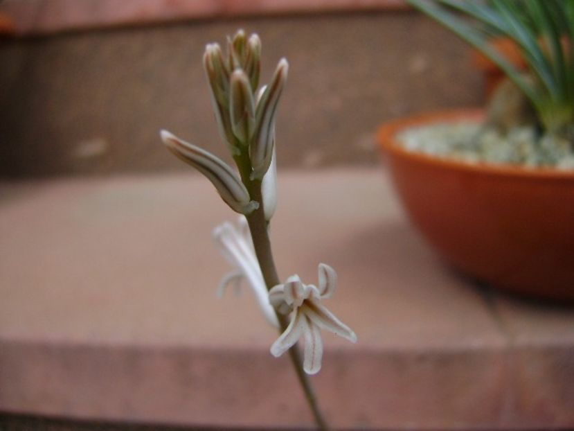 Haworthia cymbiformis, flori - Suculente 2018