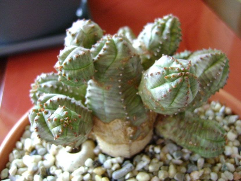 Euphorbia pseudoglobosa - Suculente 2018