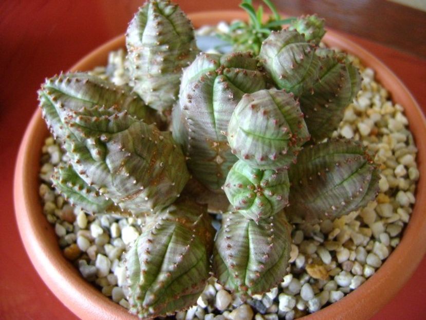 Euphorbia pseudoglobosa - Suculente 2018