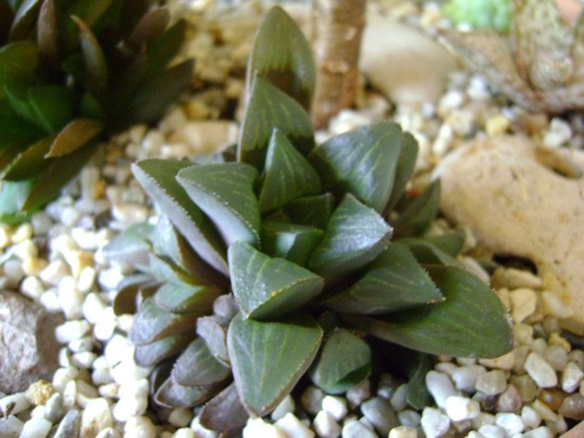 Haworthia retusa - Suculente 2018