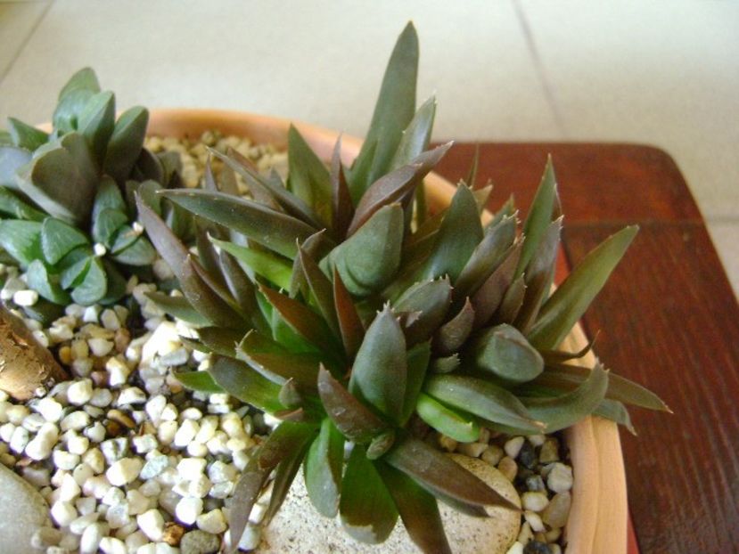 Aloe sp. - Suculente 2018