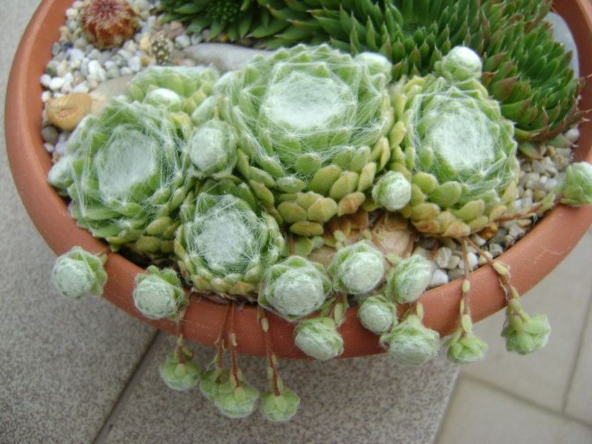 Sempervivum arachnoideum - Suculente 2018