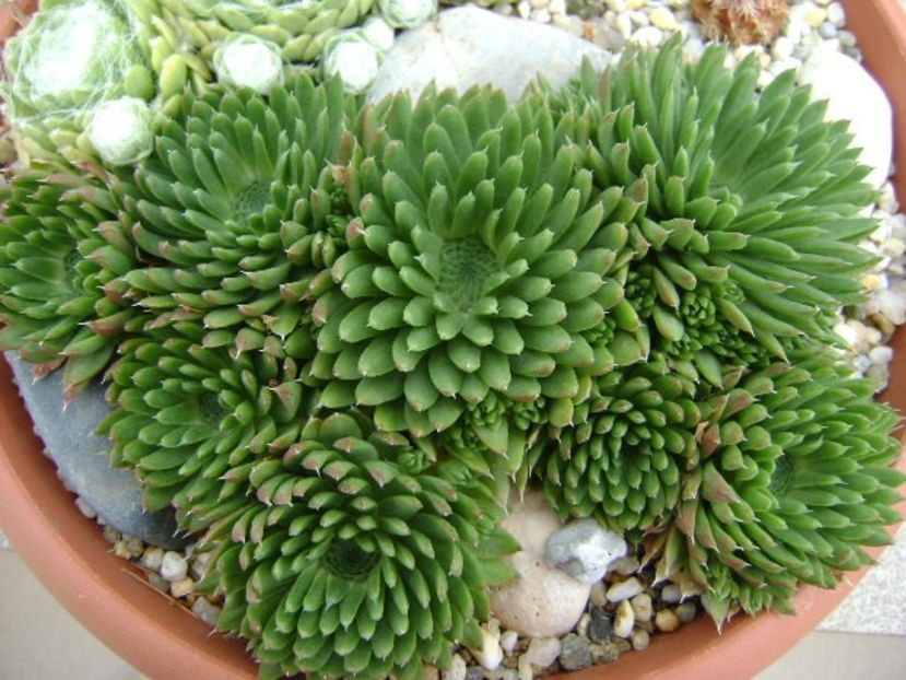 Orostachys spinosa - Suculente 2018