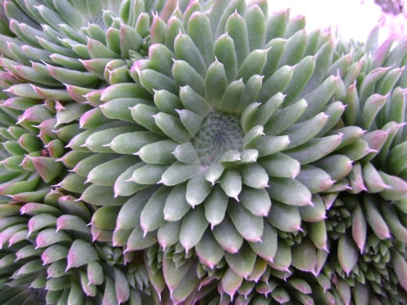 Orostachys spinosa - Suculente 2018
