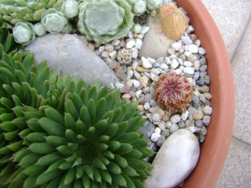Echinocereus viridiflorus & Opuntia sp. - Cactusi 2018