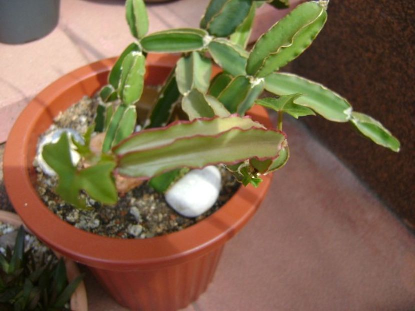 Cissus quadrangularis, inceput de vegetatie - Suculente 2018