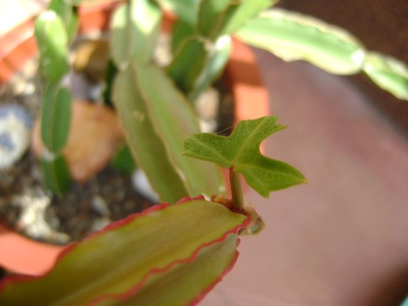 Cissus quadrangularis - Suculente 2018