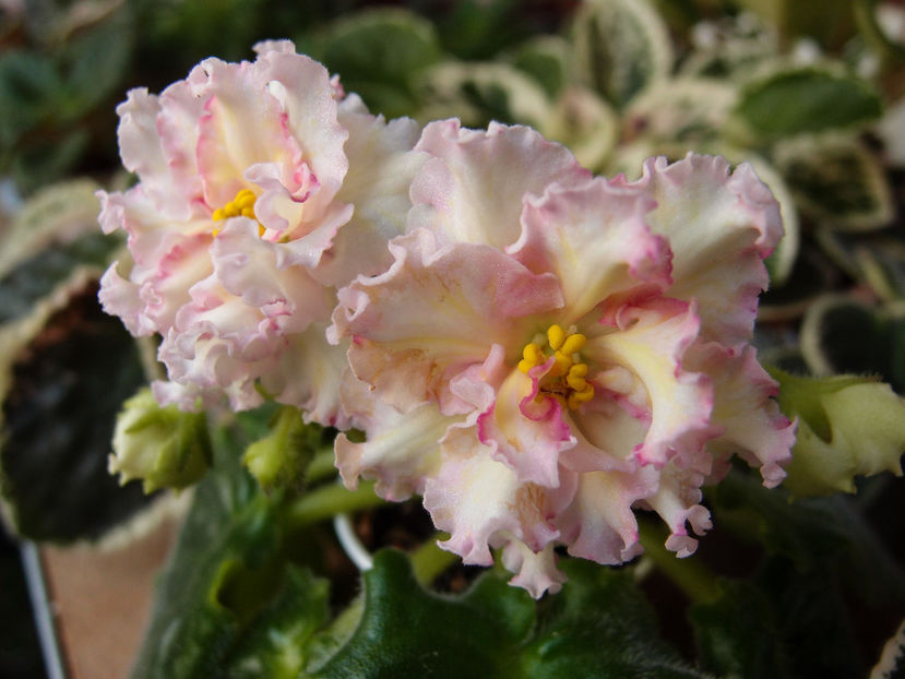 P4243996 - LE-Zlato Skifov