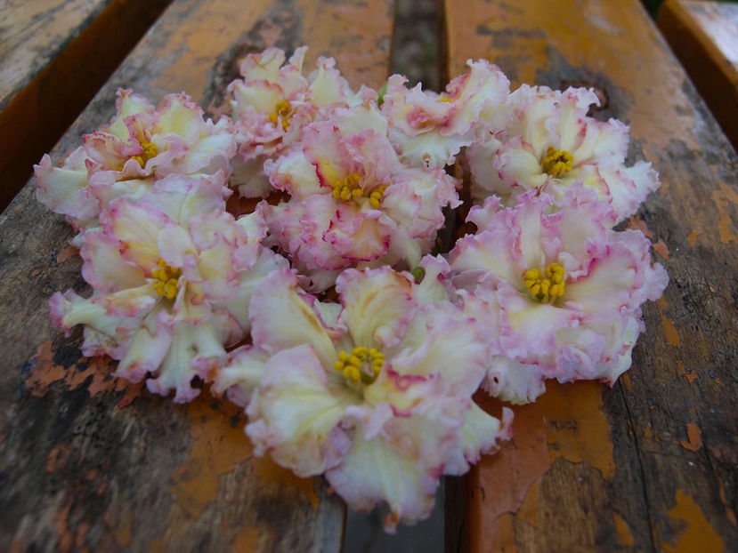 P5045266 - LE-Zlato Skifov