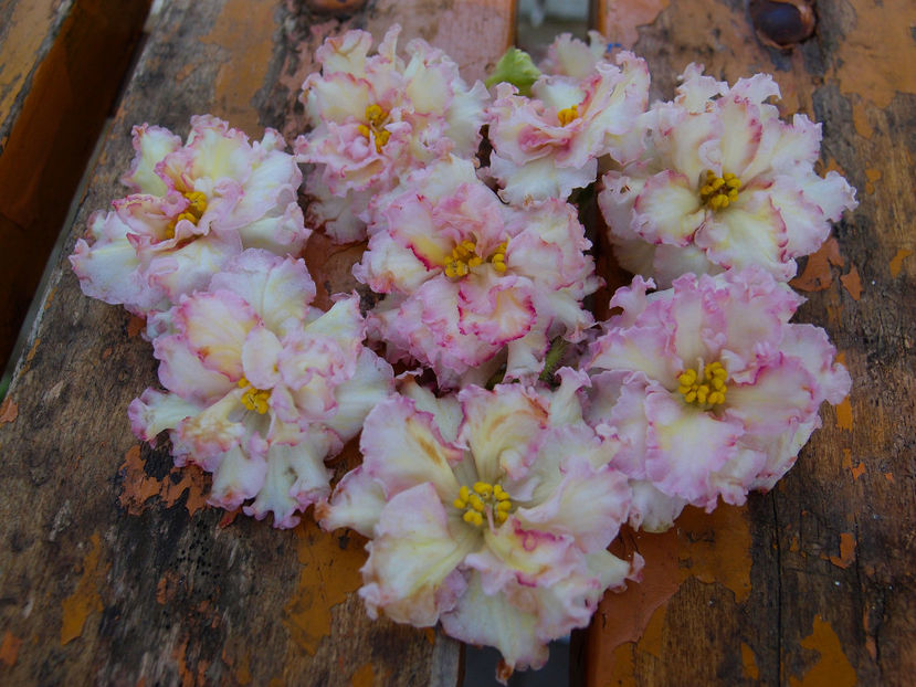 P5045288 - LE-Zlato Skifov