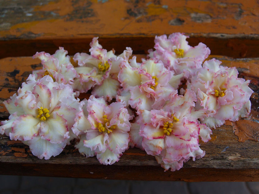 P5045370 - LE-Zlato Skifov