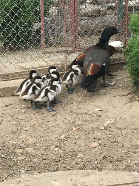 26A3A44B-433F-4800-A7B5-21FDE69B119B - Califari Paradis