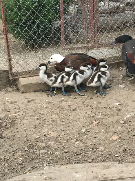 48E42ADE-CD01-4E37-91C1-63371322D587 - Califari Paradis