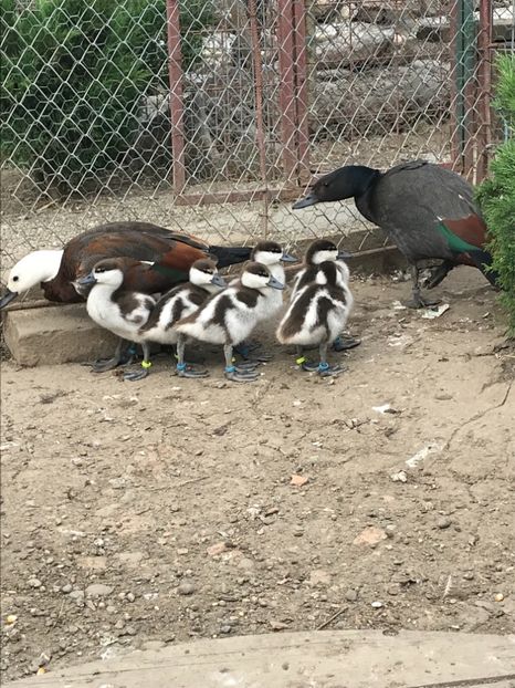 9514185A-B001-4954-9122-BDA38B4EFD75 - Califari Paradis