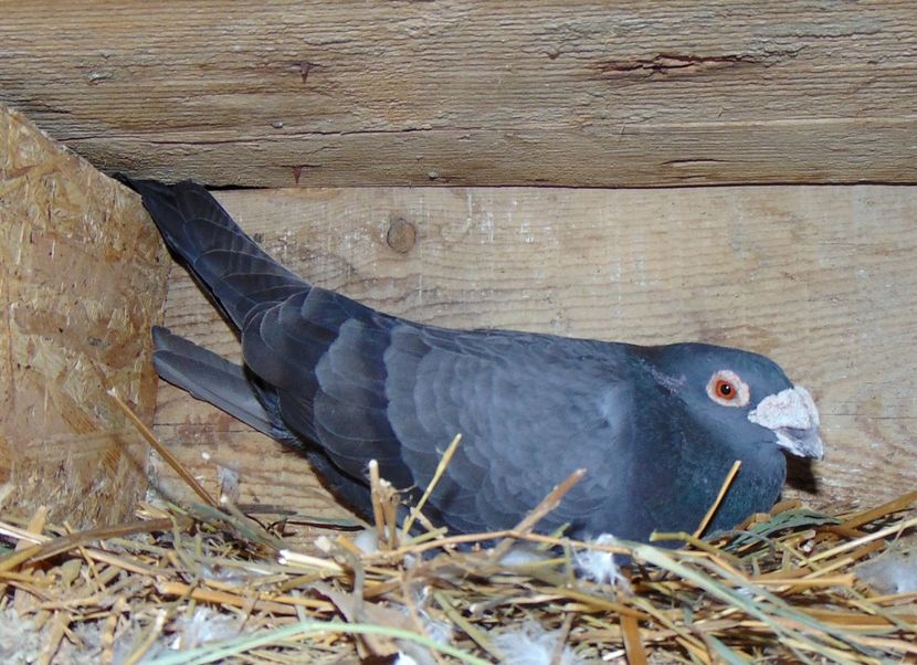  - 0 1 Voiajori colorati 2018