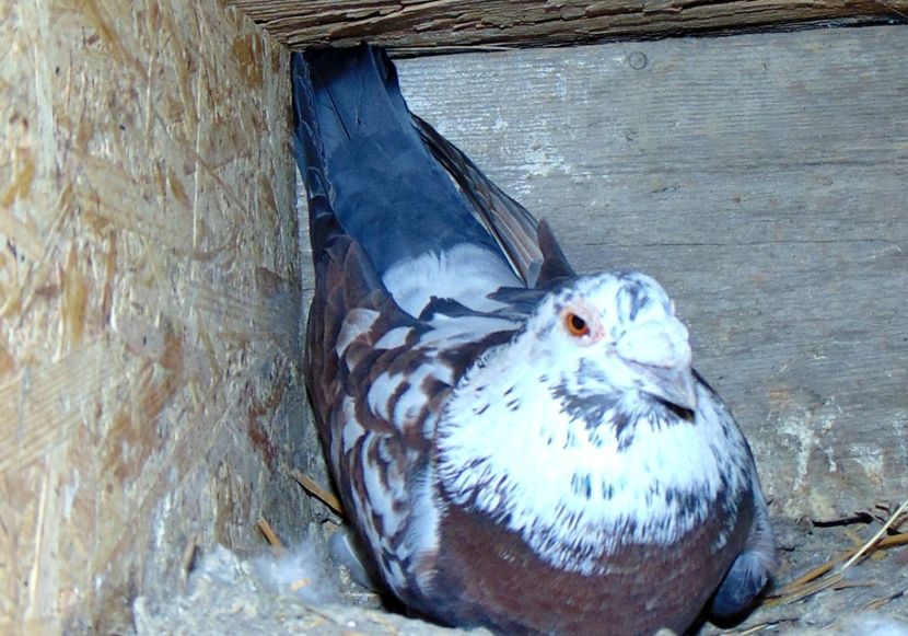  - 0 1 Voiajori colorati 2018