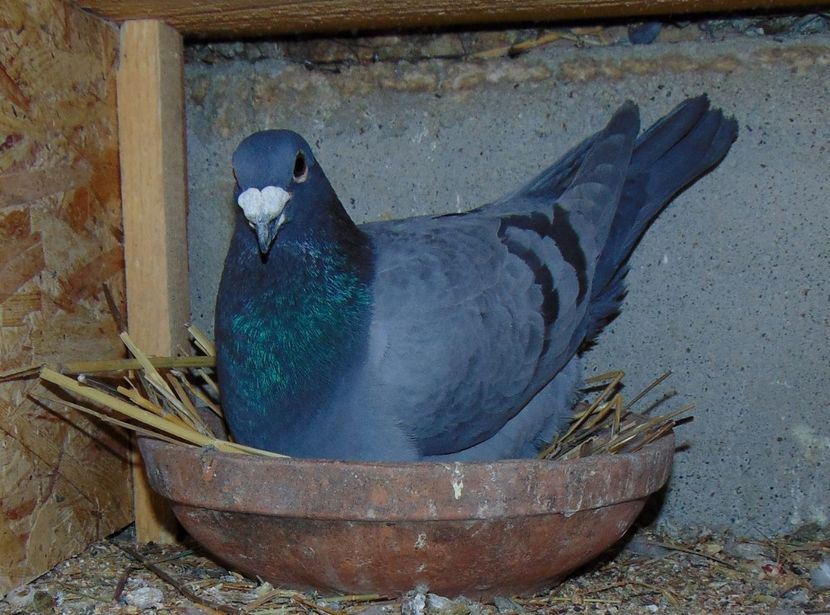  - 0 1 Voiajori colorati 2018