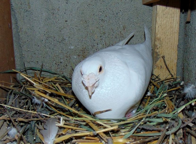  - 0 1 Voiajori colorati 2018