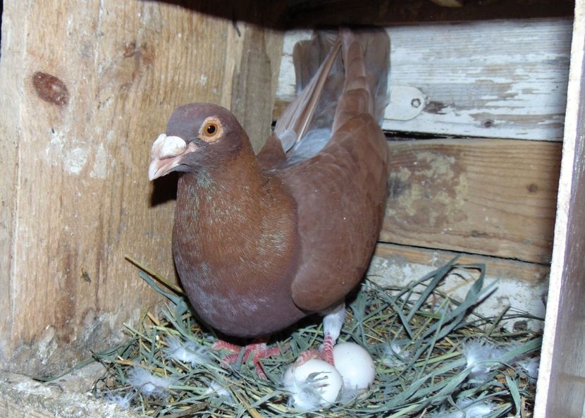  - 0 1 Voiajori colorati 2018