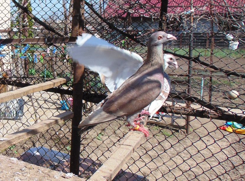  - 0 1 Voiajori colorati 2018