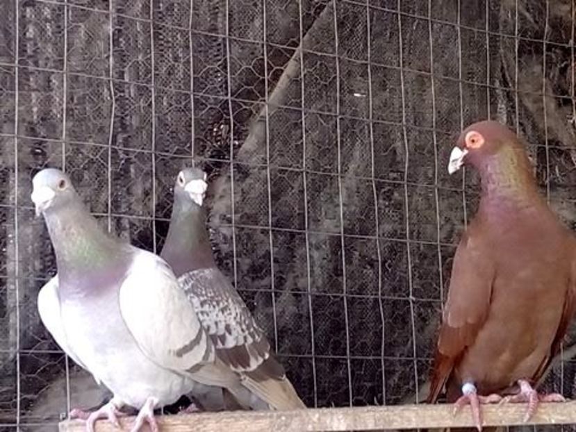 ll (2) - 0 1 Voiajori colorati 2018