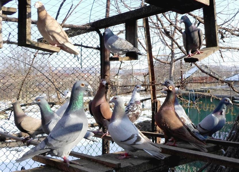 SAM_0389l - 0 1 Voiajori colorati 2018