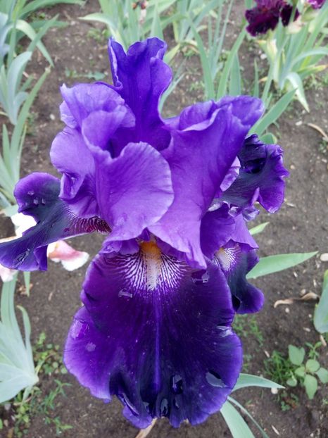  - A FLORI DIN GRADINA MEA