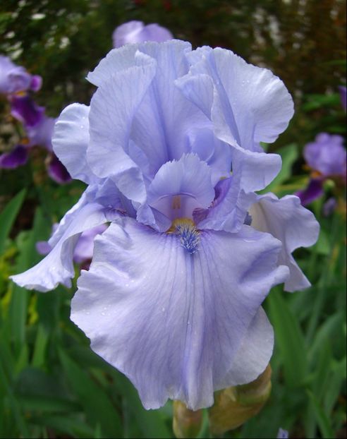 Pacific Mist - A FLORI DIN GRADINA MEA