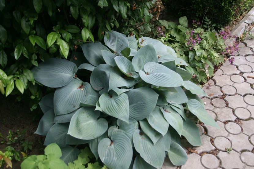 Hosta Halcyon, dar nu sunt sigura... - gradina 2018