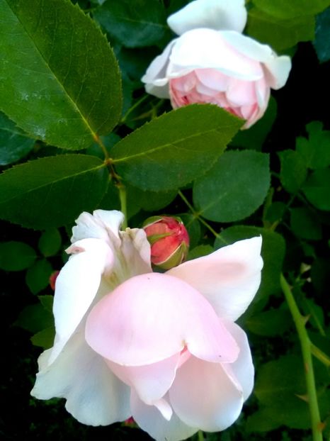  - Gradina luna mai 2018