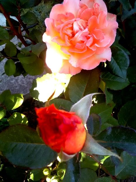  - Gradina luna mai 2018