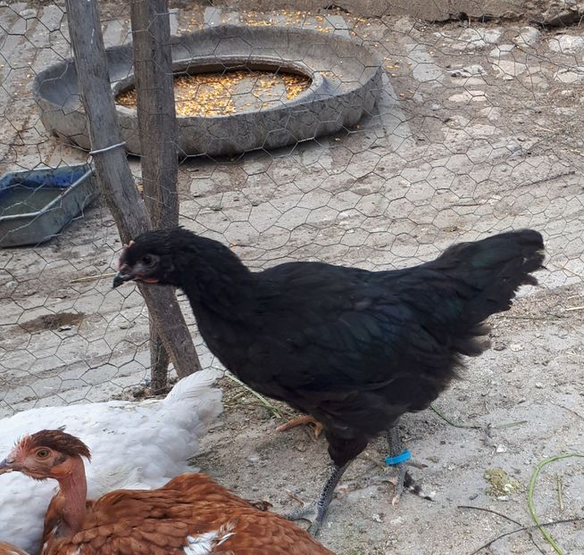 Un cocos promitator - Jersey Giant albastru si negru