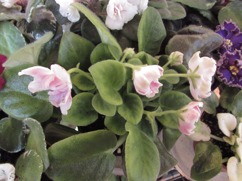 RM-Volshebnyi Tjulpan - Violete